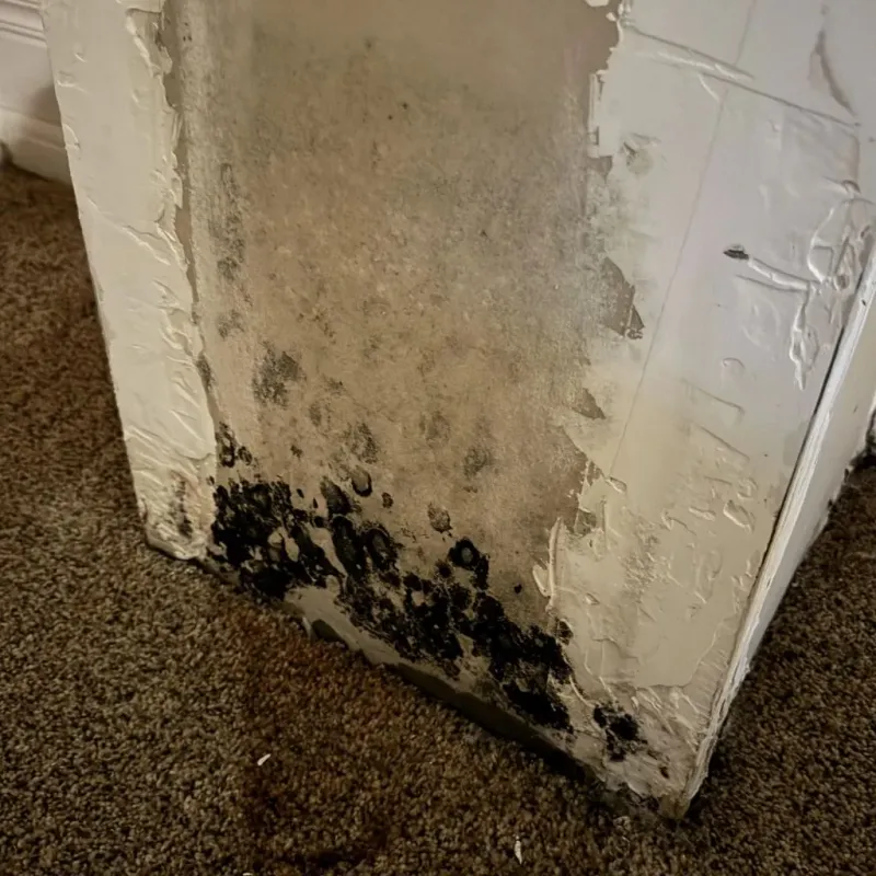 Professional Mold Removal in La Mesilla, NM